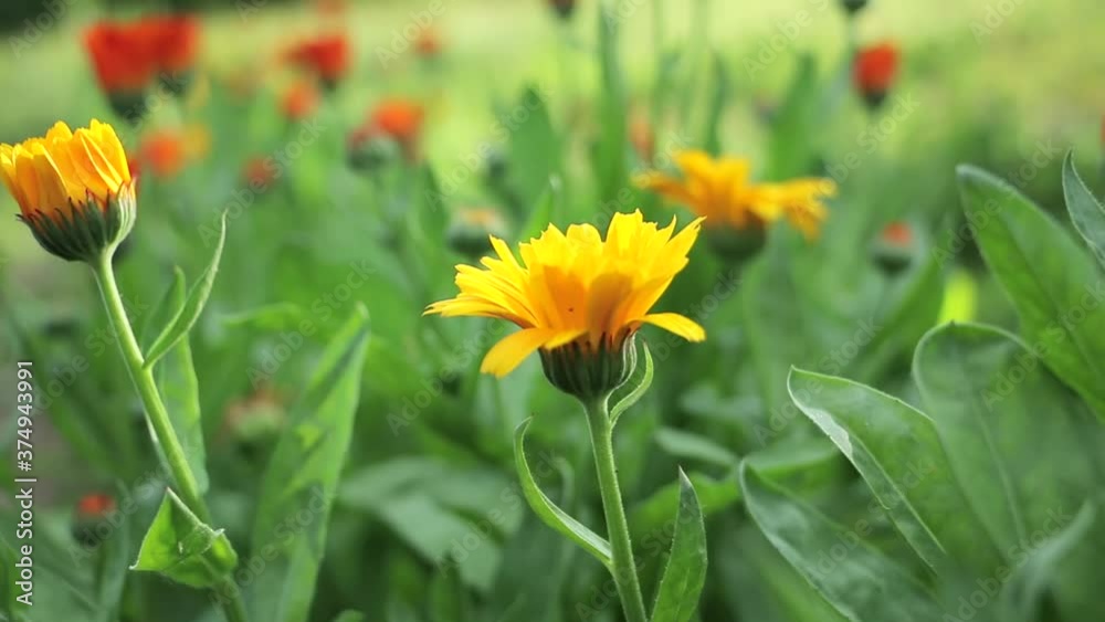 Calendula officinalis plant slide shot. Growing marigolds plantations. Marigold flowers close up Calendula officinalis plant slide shot. Growing marigolds plantations. Marigold flowers close up