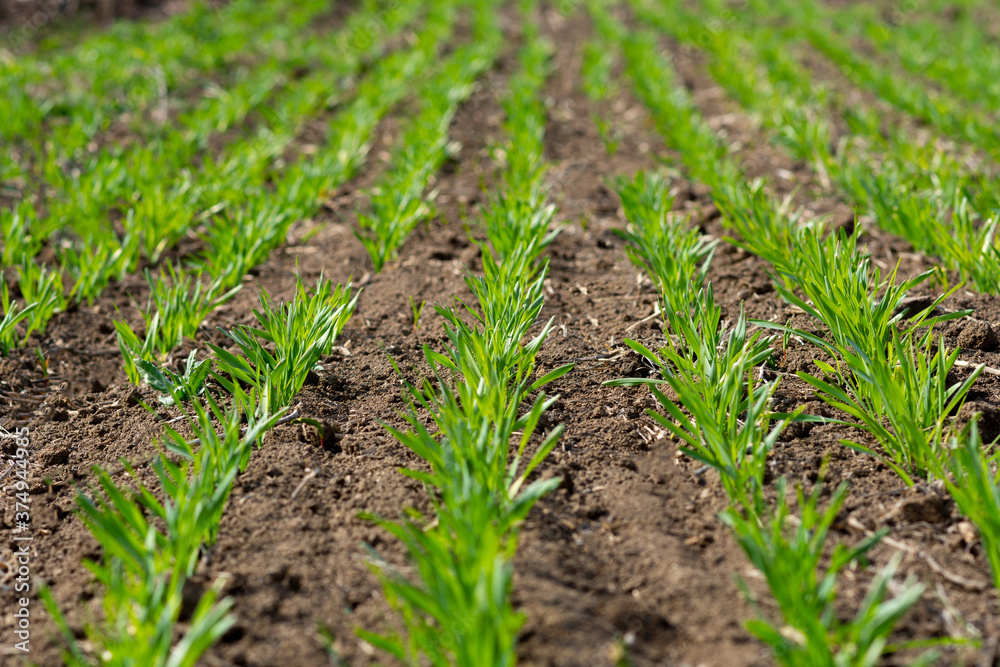 Green sprouts of wheat in the field Green sprouts of wheat in the field