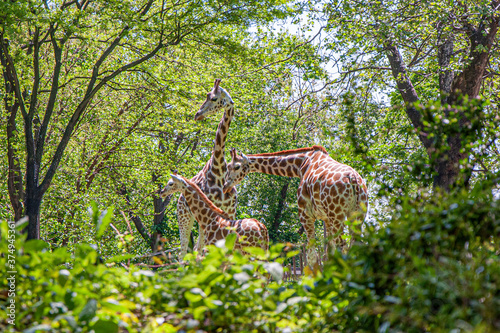 Photography Giraffe Family
