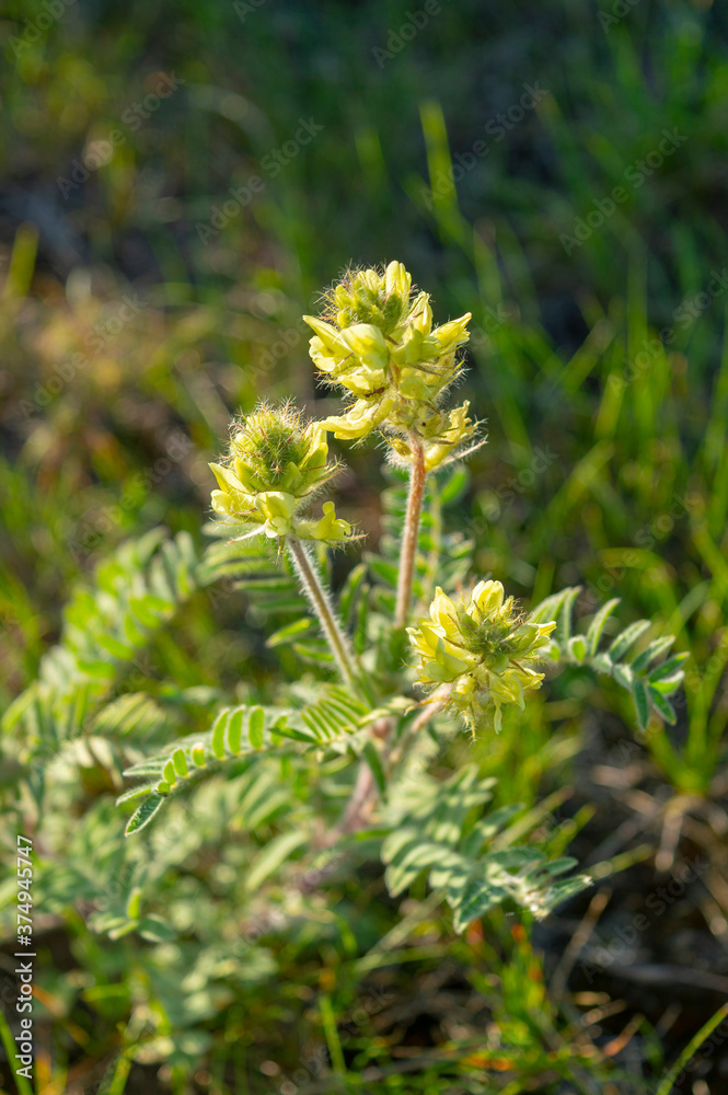 Blooming plant of Woolly locoweed or milkvetch. Oxytropis Blooming plant of Woolly locoweed or milkvetch. Oxytropis