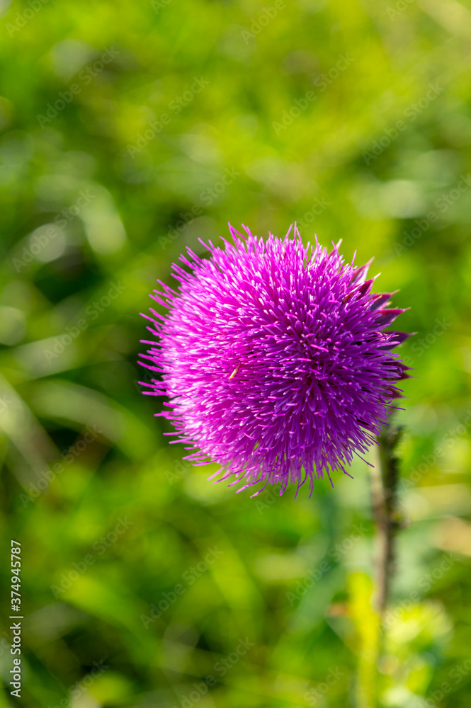 Pink milk thistle flowers, close up. ( Silybum marianum herbal remedy, Saint Mary's Thistle, Marian Scotch thistle, Mary Thistle, Cardus marianus, Mediterranean milk cardus marianus)