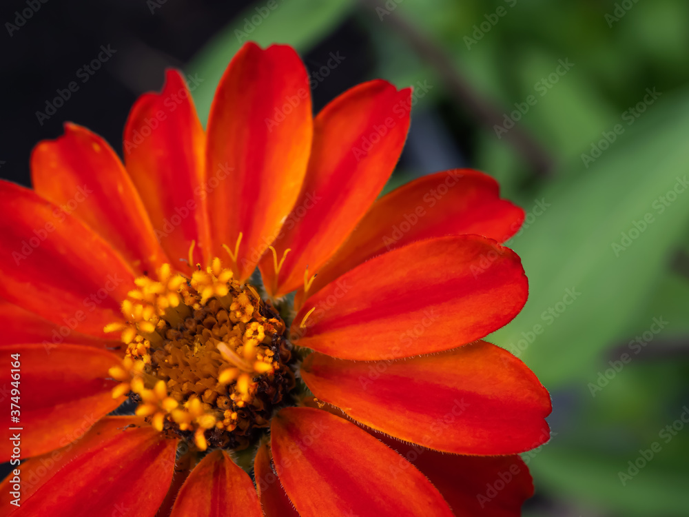 Orange Flame Zinnia Summer Blossom Orange Flame Zinnia Summer Blossom