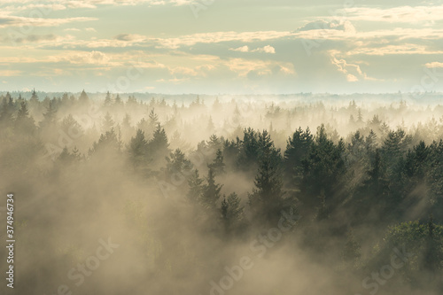 Landscape view of misty spruce forest in the fog
