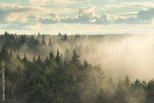 Spruce fir forest in the fog