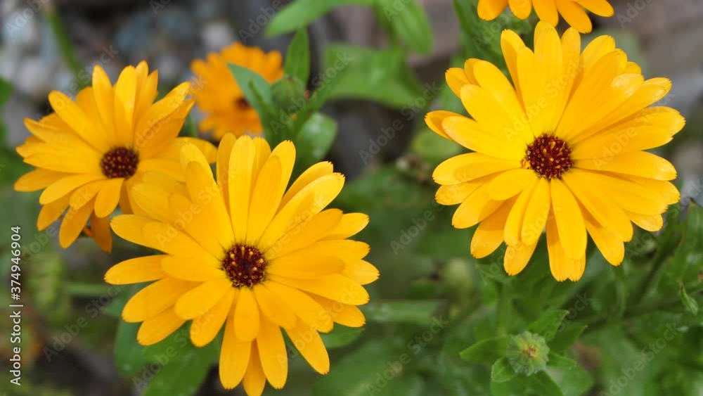 Medicinal flower, yellow calendula moves in the wind Medicinal flower, yellow calendula moves in the wind