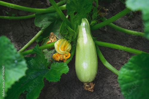 natural edible zucchini grow in the garden.