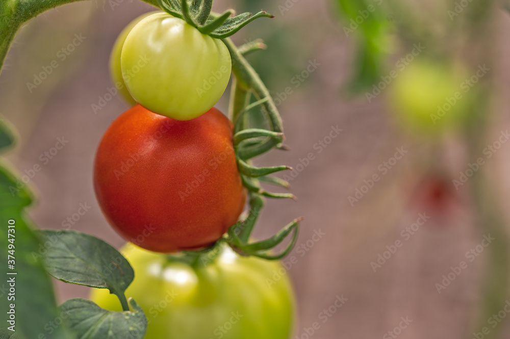 Red and green tomatoes ripen on a Bush in a greenhouse. Red and green tomatoes ripen on a Bush in a greenhouse.