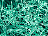 Background of the plants. Grass with narrow leaves of blue-blue color. Natural pattern. Turquoise abstraction.