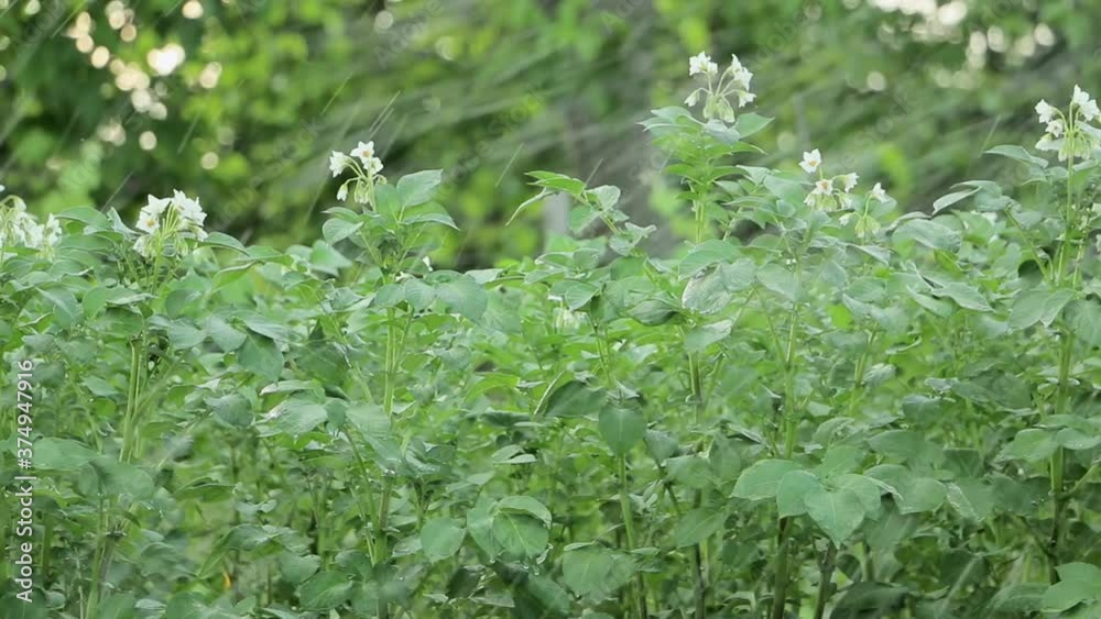 Irrigation of potatoes in the garden slide shot. Potatoes watering. Growing potatoes. Organic potatoes cultivation Irrigation of potatoes in the garden slide shot. Potatoes watering. Growing potatoes. Organic potatoes cultivation