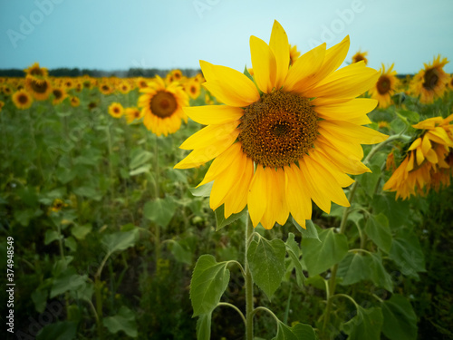 A sunflower is on a field full of sunflowers on a cloudy summer day  close up