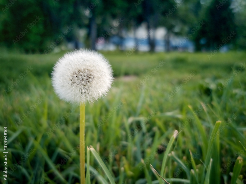 A single white dandelion is on a green summer meadow in a cloudy day, blurred background A single white dandelion is on a green summer meadow in a cloudy day, blurred background