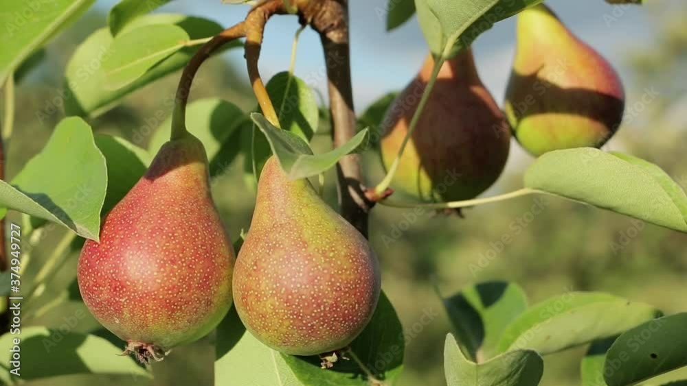 Pear fruit on a branch. Pear fruit hanging from the branches of a pear tree Pear fruit on a branch. Pear fruit hanging from the branches of a pear tree