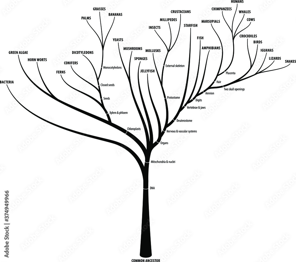 The evolutionary tree of life showing diversification, branching and