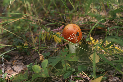 Forest mushrooms toadstools and toadstools. Poisonous mushroom. Forest mushrooms toadstools and toadstools. Poisonous mushroom. Autumn harvest. Autumn harvest.