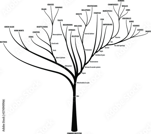 The evolutionary tree of life showing diversification, branching and key characteristics of each branch.