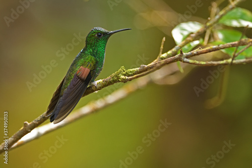 Stripe-tailed hummingbird is perching on branch