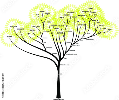 The evolutionary tree of life showing diversification, branching and key characteristics of each branch.