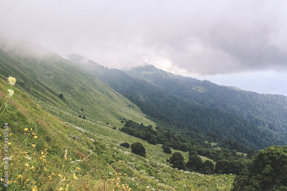 Fototapeta premium Alpine flowers in alpine meadows