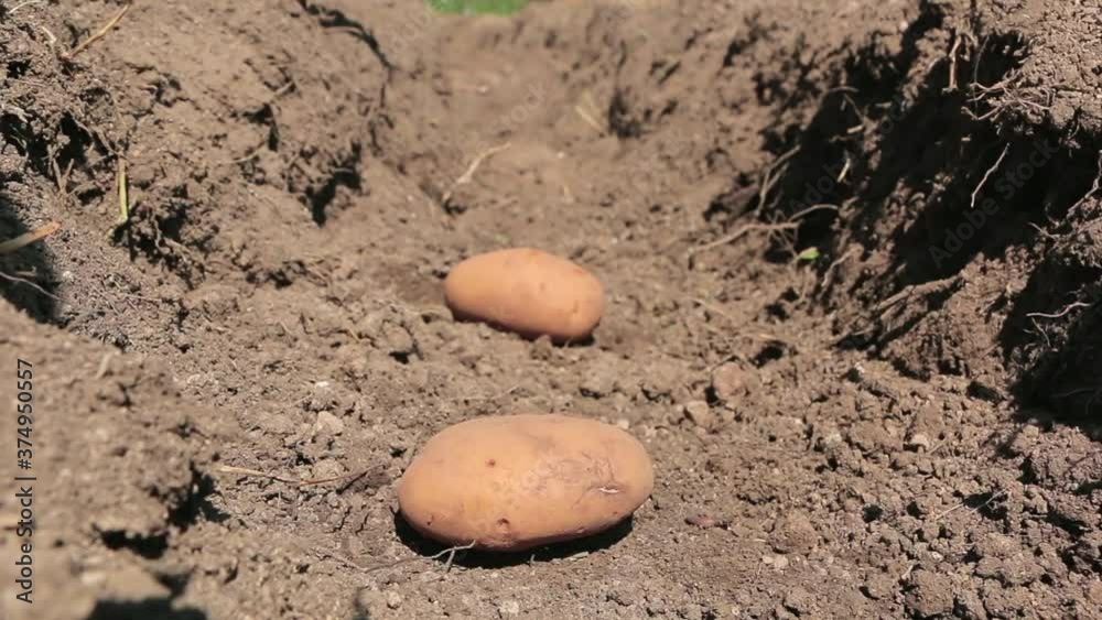 Planting potatoes manually. Putting potatoes in organic field prepared for planting. Planting potatoes with hands in furrow rows Planting potatoes manually. Putting potatoes in organic field prepared for planting. Planting potatoes with hands in furrow rows