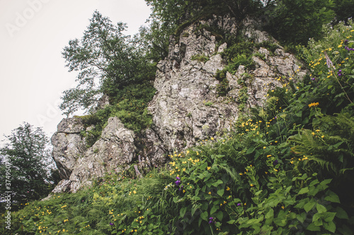 Alpine flowers in alpine meadows