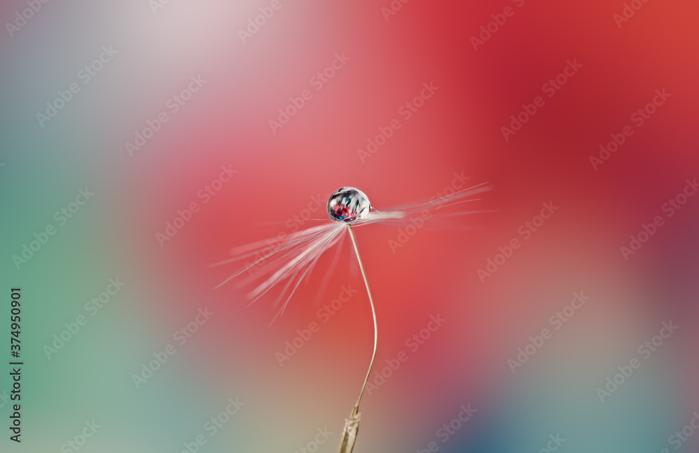 Beautiful drop of water on a dandelion seed on a blurred background, reflection of a flower in a drop, macro. Beautiful drop of water on a dandelion seed on a blurred background, reflection of a flower in a drop, macro.