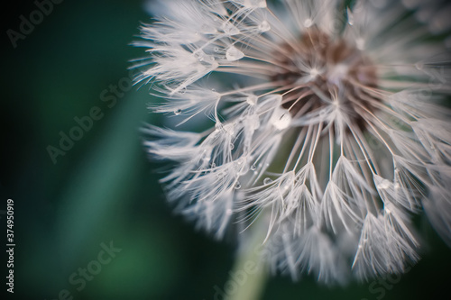 White dandelion seed on a blurred background  macro.