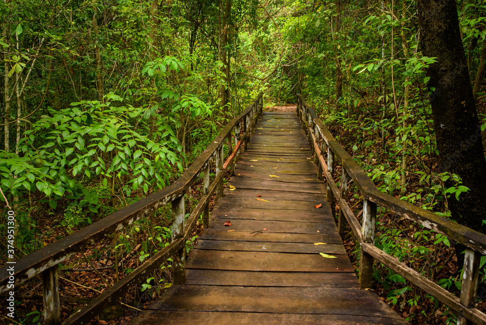 Wooden stairs inside a rainy forest. Wooden stairs inside a rainy forest.