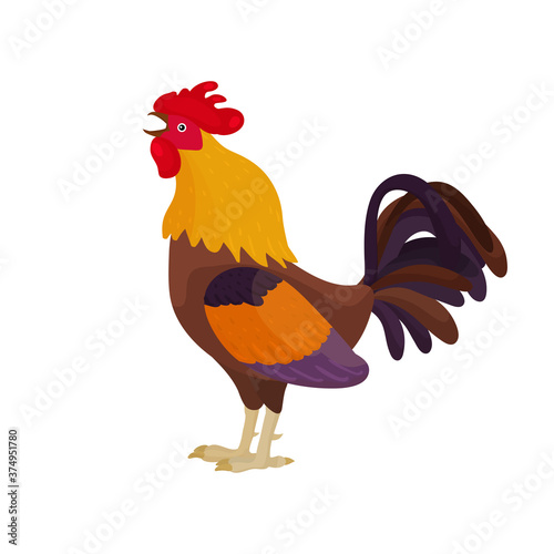 Vector illustration of a rooster in a cartoon style sings. Bright rooster crows as a symbol or mascot for children's books, clothing design and postcards with letters.