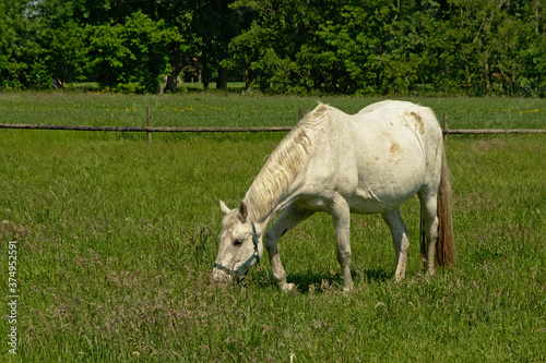White horse grazing in the flemish countryside