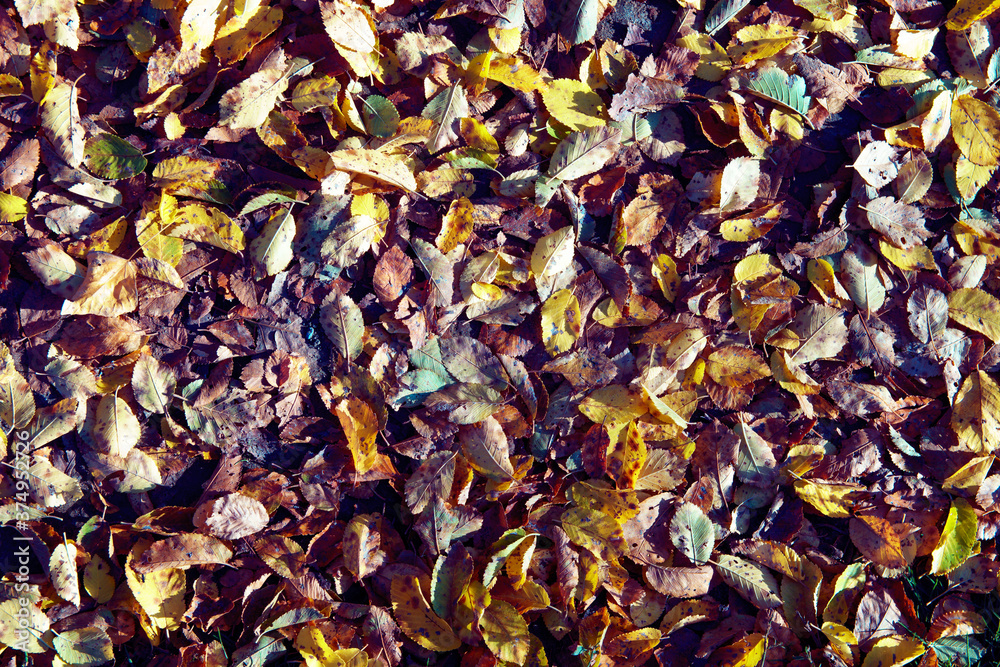 Fallen colorful wilted leaves on ground. Season change concept. Autumn mood. Fallen colorful wilted leaves on ground. Season change concept. Autumn mood.