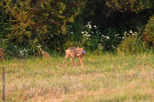 Fototapeta Naklejka Na Ścianę i Meble -  Doe deer walks across the meadow on the pasture