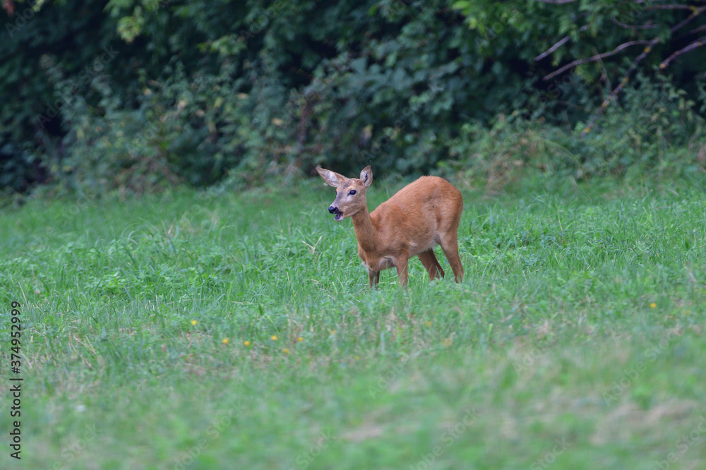 Doe deer walks across the meadow on the pasture