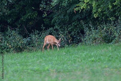 Doe deer come out on a pasture in a mown field of grain