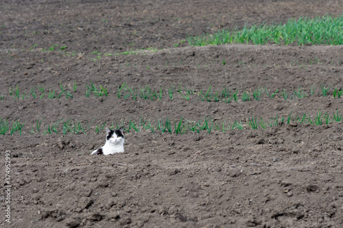 Beautiful black and white cat homeless in the field photo