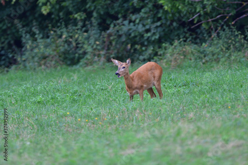 Doe deer walks across the meadow on the pasture