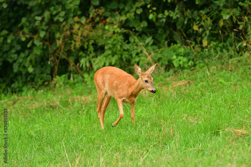 Doe deer walks across the meadow on the pasture Doe deer walks across the meadow on the pasture