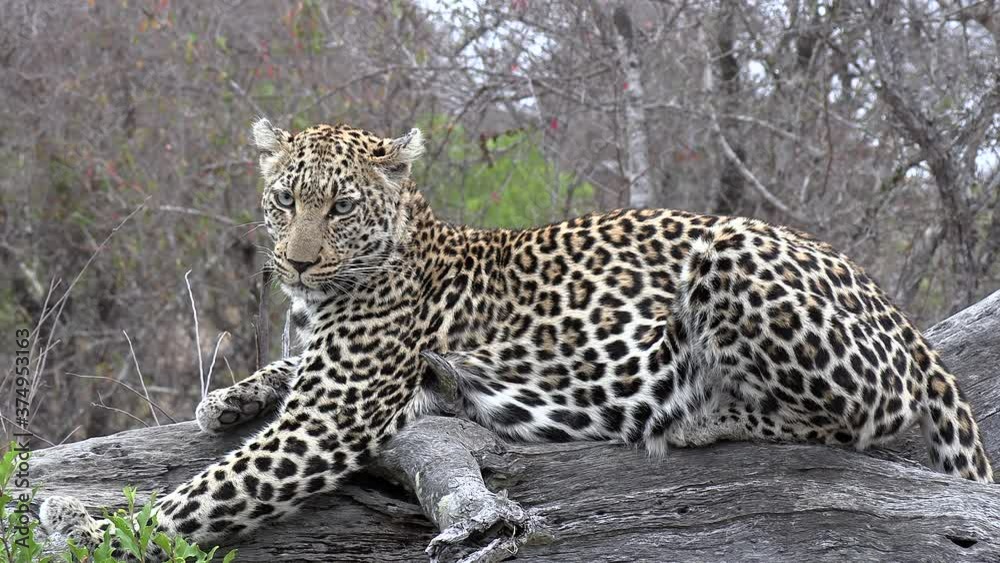 Wide, full-body shot of a beautiful leopard staring off into the distance as it lounges on a log in the wild.
Wide, full-body shot of a beautiful leopard staring off into the distance as it lounges on a log in the wild.