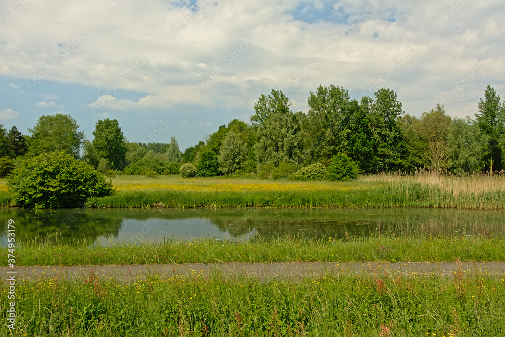 Fototapeta premium Meadow with wildflowers and green trees reflecting in the water of a pool in the Flemish countryside