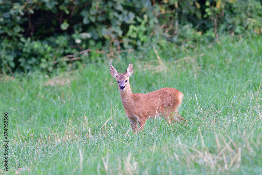 Doe deer walks across the meadow on the pasture Doe deer walks across the meadow on the pasture