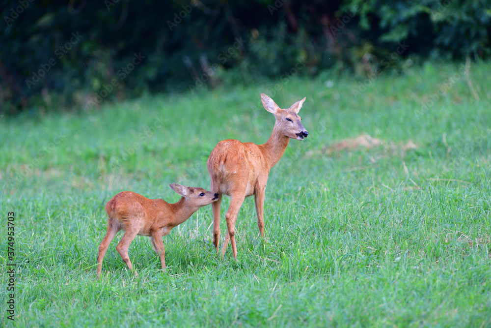 Mom doe with two young fawn grazes on the grass at sunset