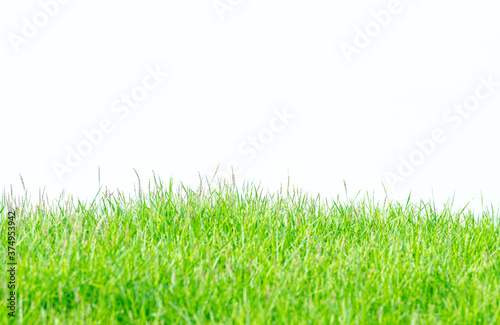 Background and texture of side view Kerean Lawn grass or japanese Lawn grass isolated on white background.