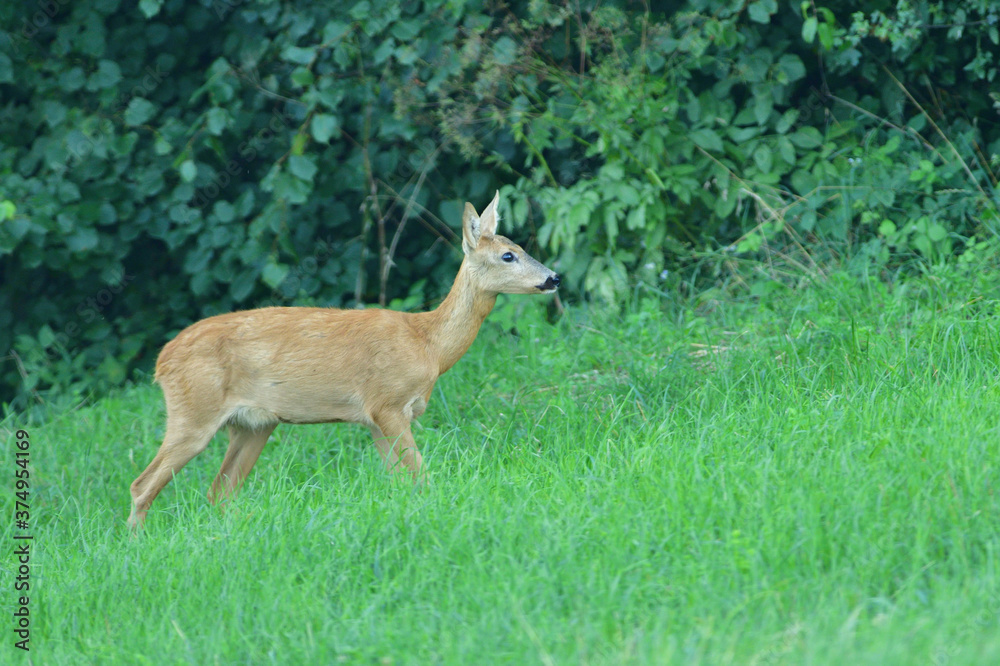 Doe deer walks across the meadow on the pasture Doe deer walks across the meadow on the pasture