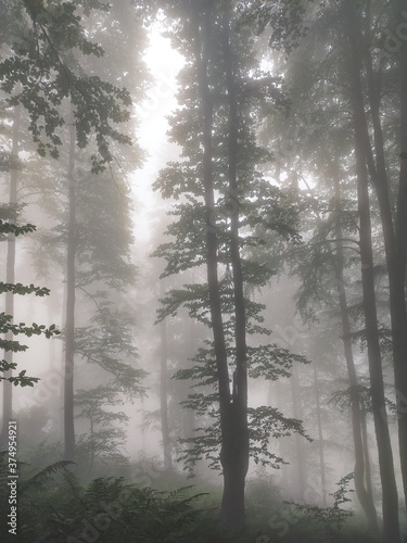 Foggy forest full of mysteries