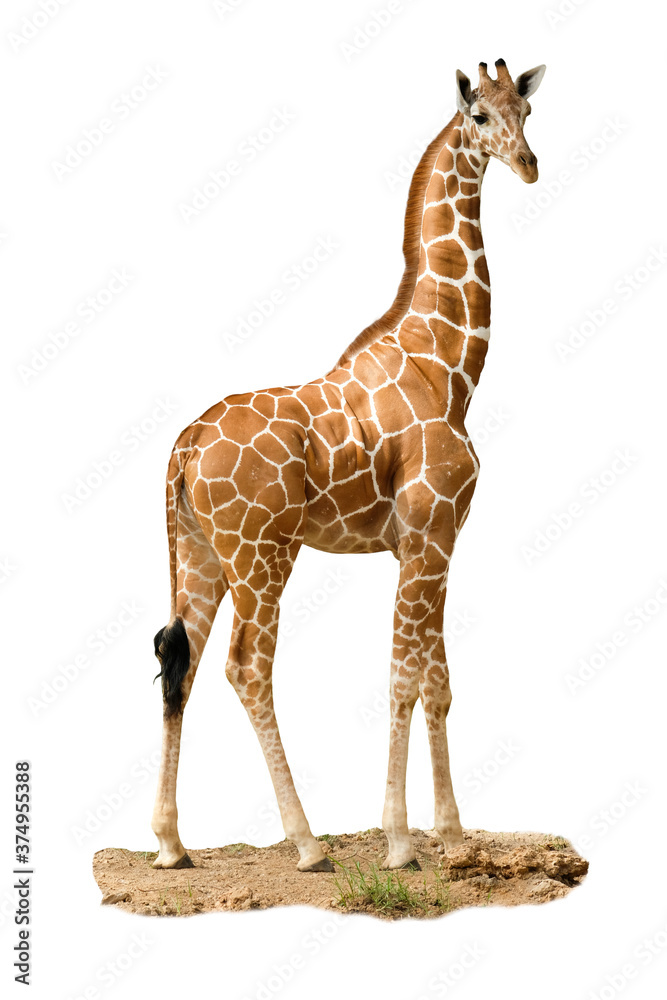 Obraz premium Giraffe