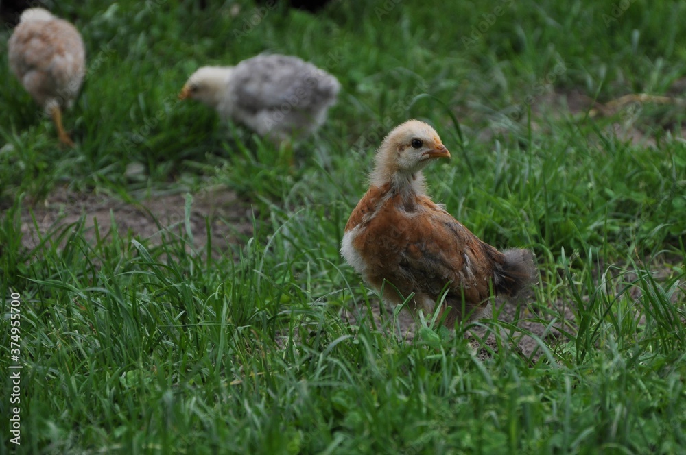chicken in the grass
