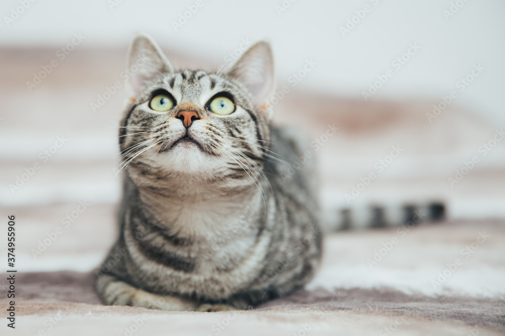 Naklejka premium Beautiful tabby cat posing for the camera. Licking it's nose and fur and makes funny faces. 