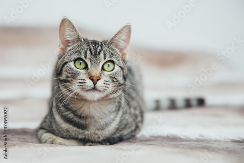 Canvas Print Beautiful tabby cat posing for the camera