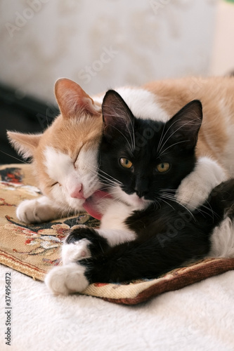a white and red cat mother hugs and licks a black and white kitten,little kitten watching to the camera