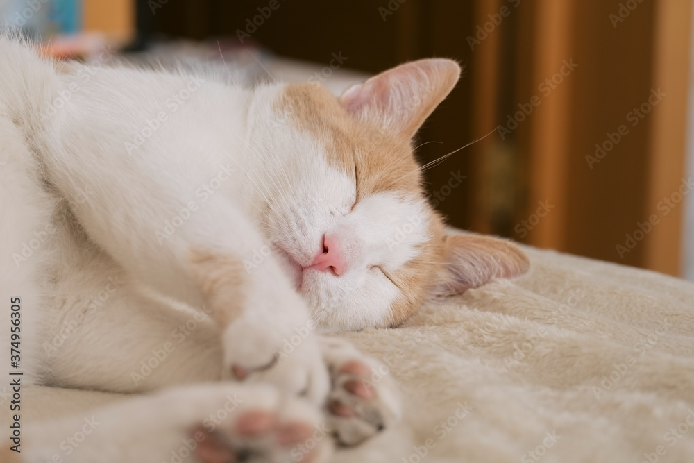 close up portrait of cute red and white sleeping cat