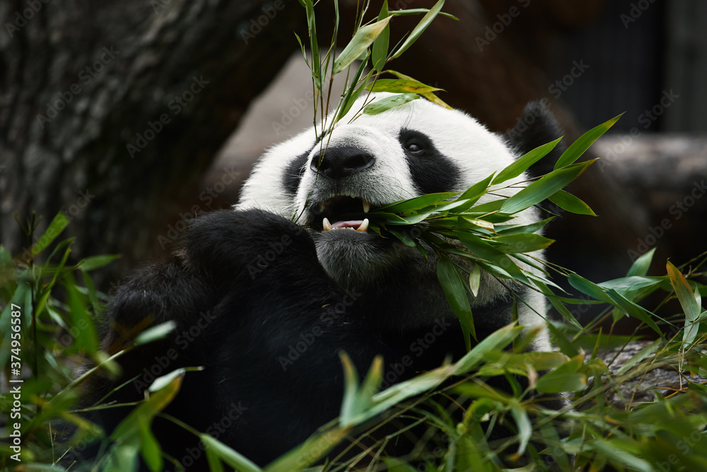 Obraz premium Close-up portrait of a lovely giant panda. The panda is eating a bamboo. Bamboo bear